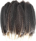 50 Pcs 15-20cm Natural Spotted Pheasant Feathers K417256